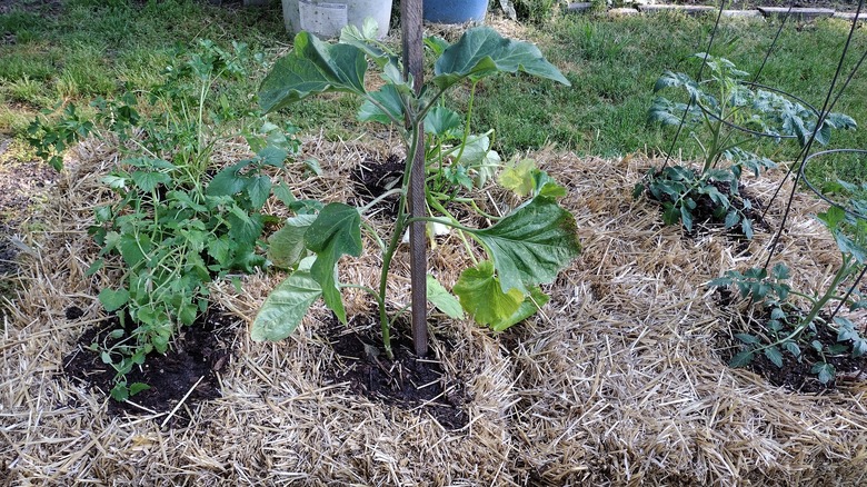planted straw bale garden