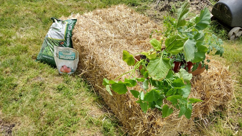 Step by step of creating a straw bale garden
