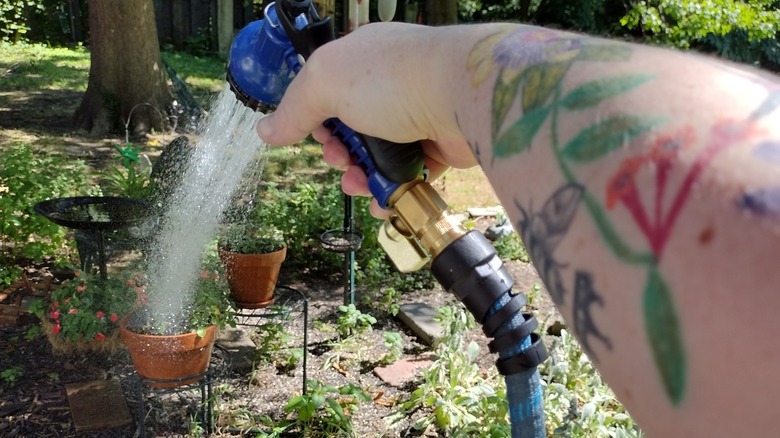 watering plants