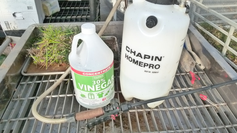 30% vinegar solution and sprayer