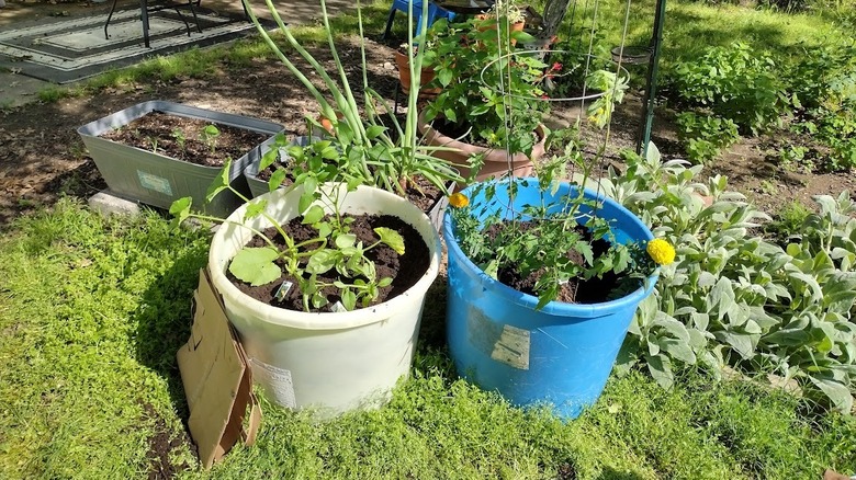 mineral tubs as planters