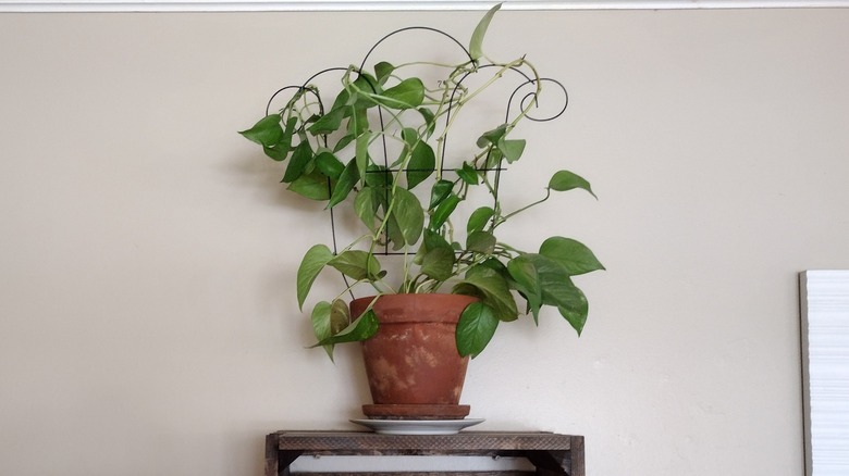 trellised indoor pothos