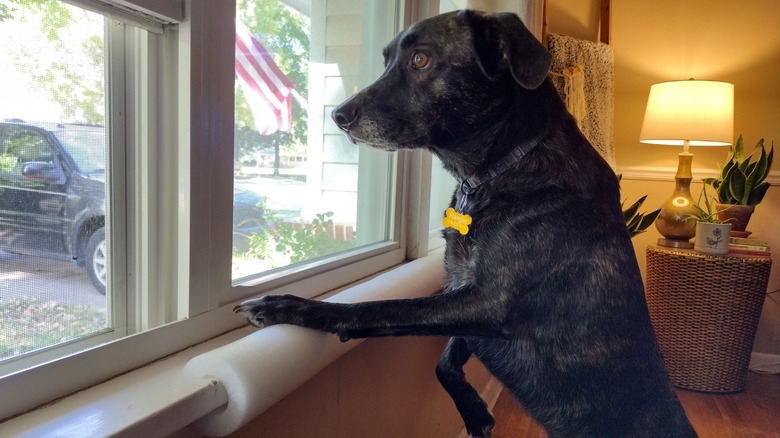 dog looking out a window