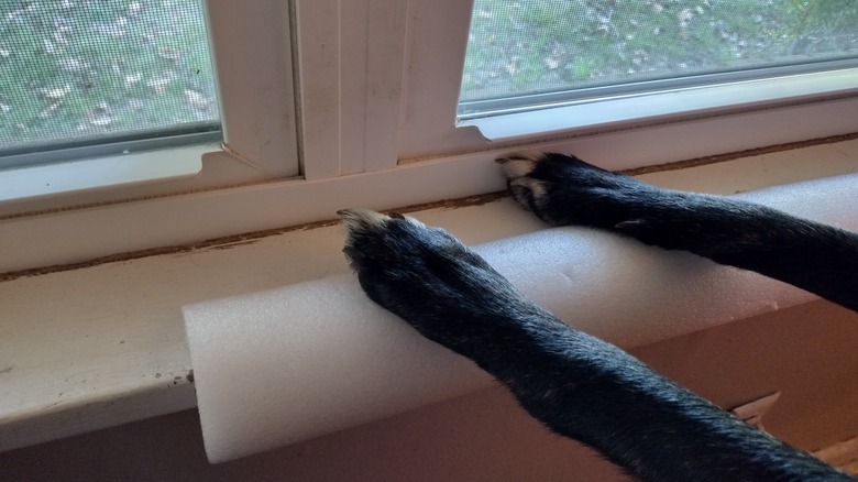 dog nail damage 