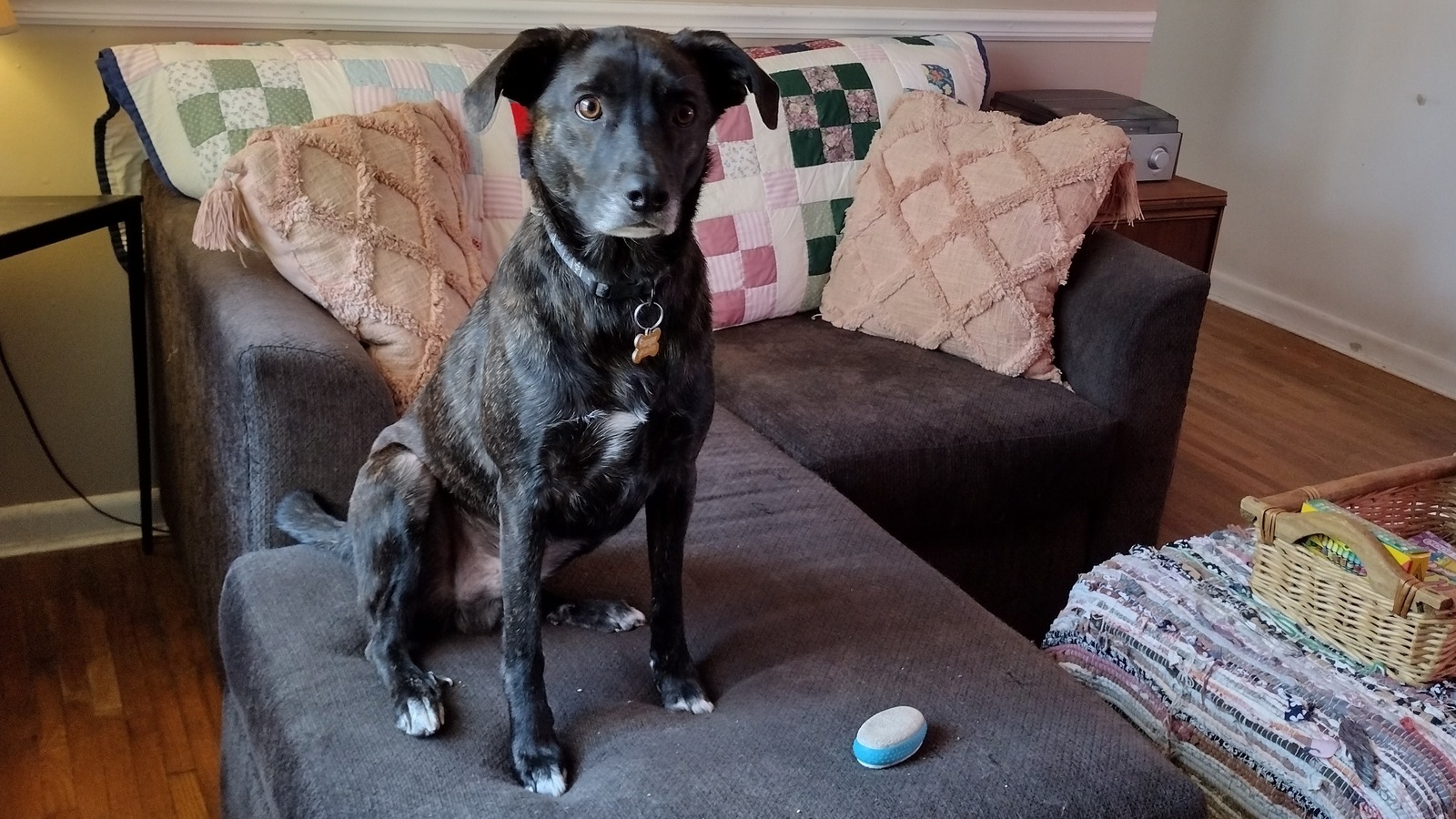 We Used A Pumice Stone To Rescue Our Furniture From Dog Hair & Are Now
