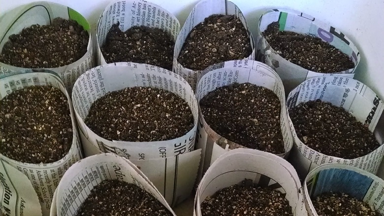 seedlings in newspaper pots