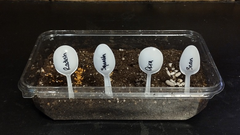 seed starting arrangement