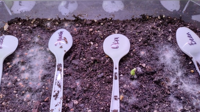 okra sprout and moldy seeds