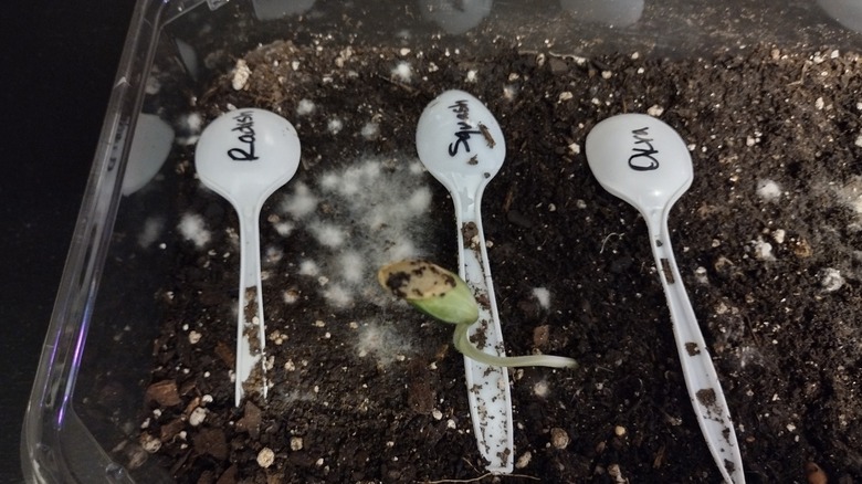 squash seedling