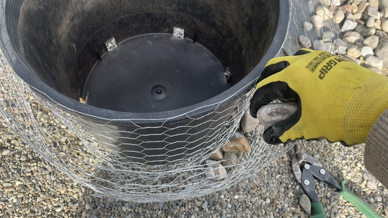 a gabion basket planter made with two cylinders of wire mesh around an old nursery pot