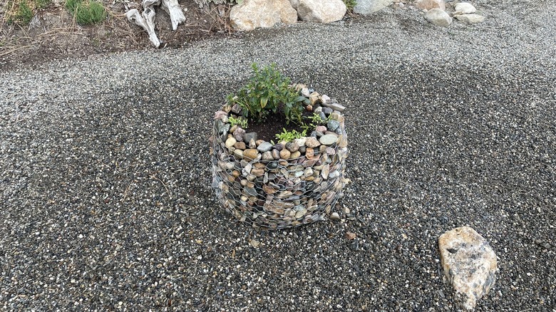 a gabion basket planter made with chicken wire and river rocks