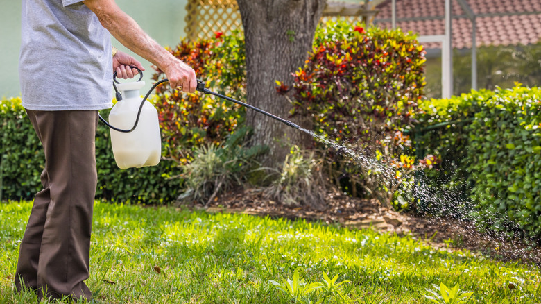 Man spraying liquid onto lawn with trees and shrubs in the background.