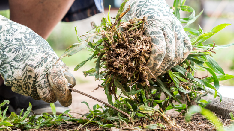 closeup of gloved hands pulling weeds out of a garden.