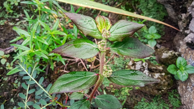 Weeds in garden