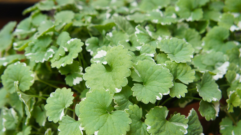 ground ivy