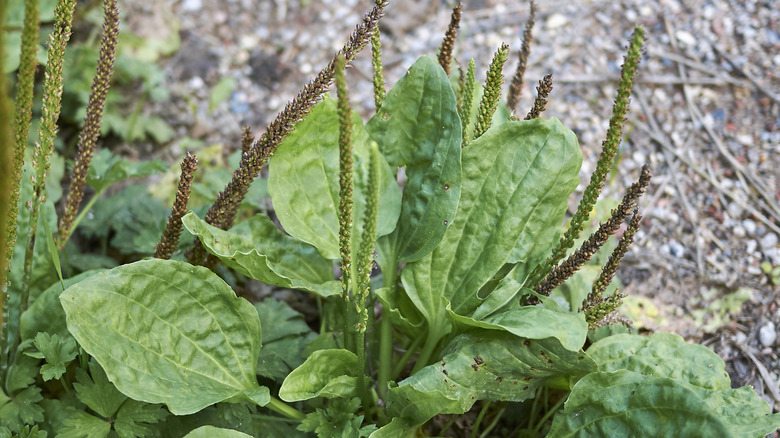 broad leaf plantain plant