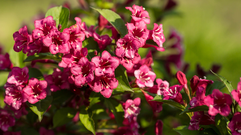 Pink weigela flowers
