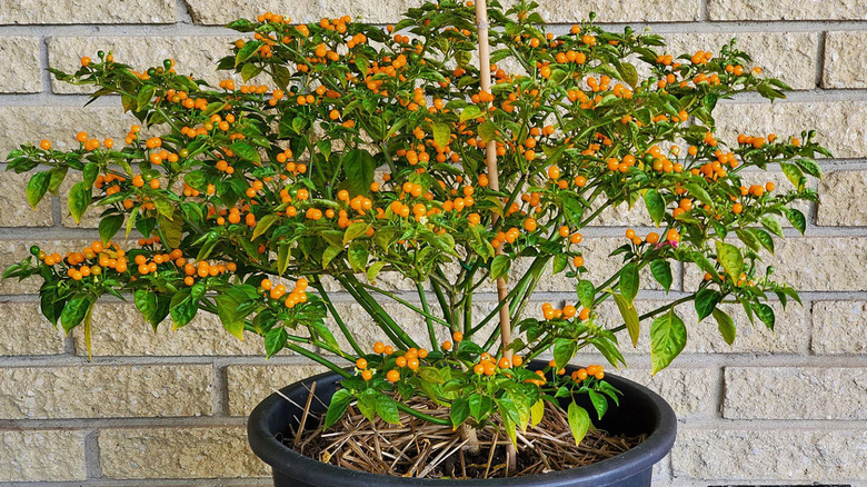 Aji Charapita small peppers.
