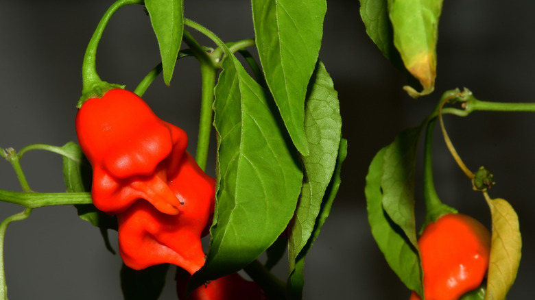Bishop's Crown red pepper plant.