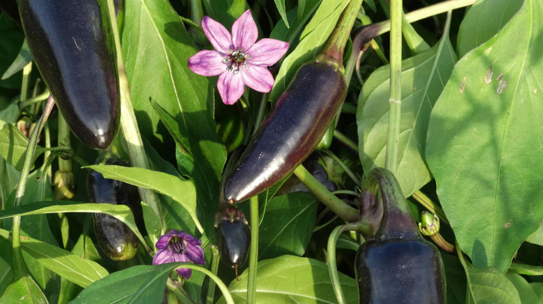 Black Hungarian pepper on a plant.
