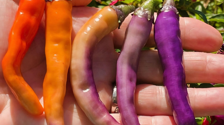 Different colors of Buena Mulata peppers.