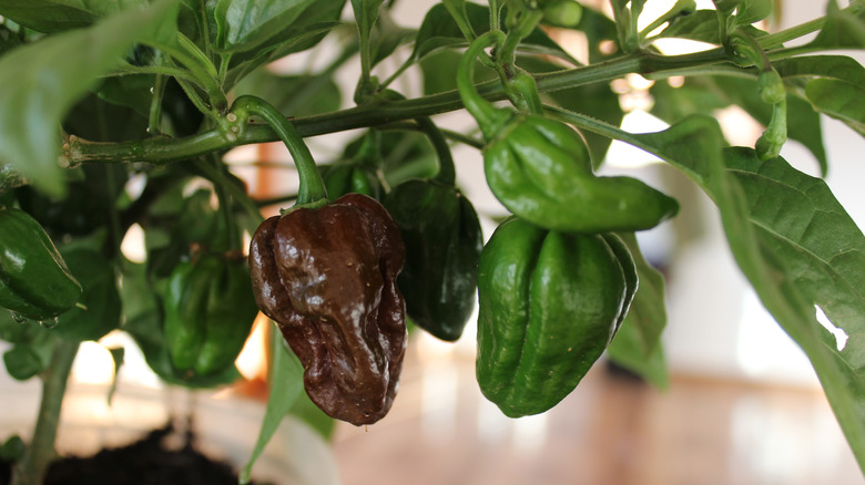 Chocolate Habanero on a leafy plant.