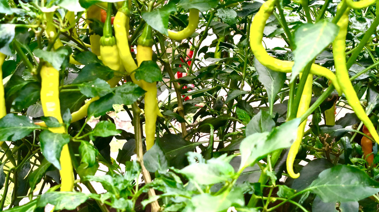 Corbaci chillies on plant.