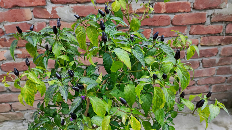 Filius Blue pepper plants.