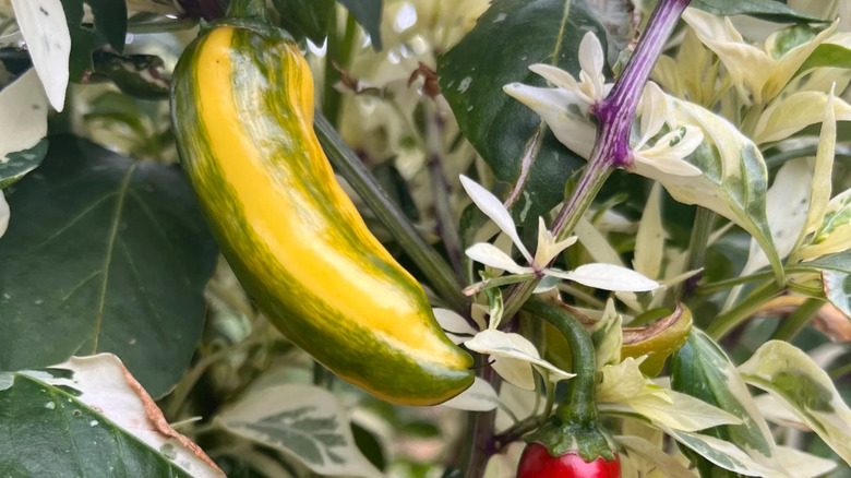 Colorful Fish Peppers on a plant.
