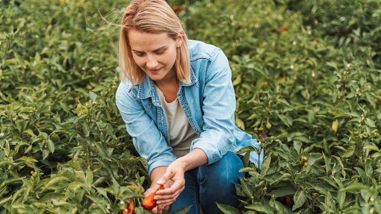 person holding red pepper in garden