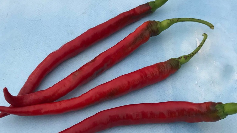 Joe's Long Cayenne Peppers growing.