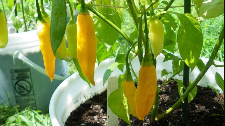 Lemon drop peppers on a plant.