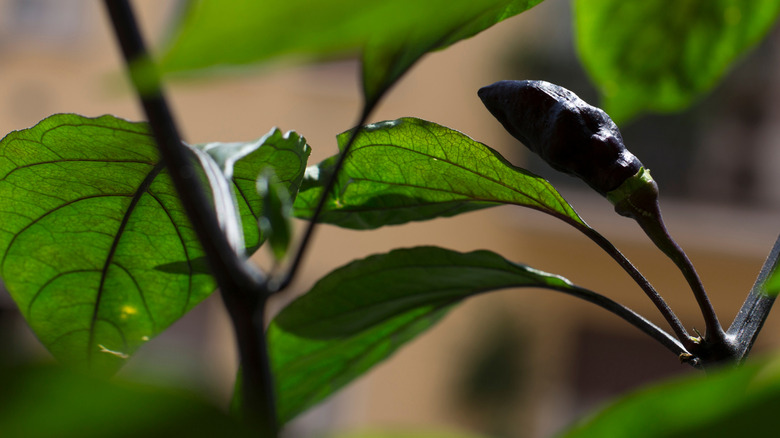 Close up of a Pemrnta de Neyde pepper plant.
