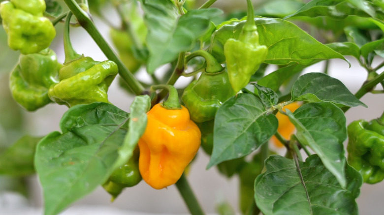 Trinidad peppers growing on a plant.
