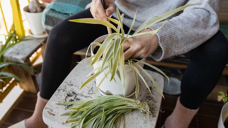 a gardener taking care of a spider plant
