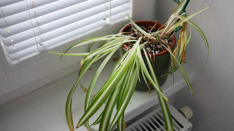 We're All Guilty Of Holding Our Spider Plants Back: One Error To Avoid