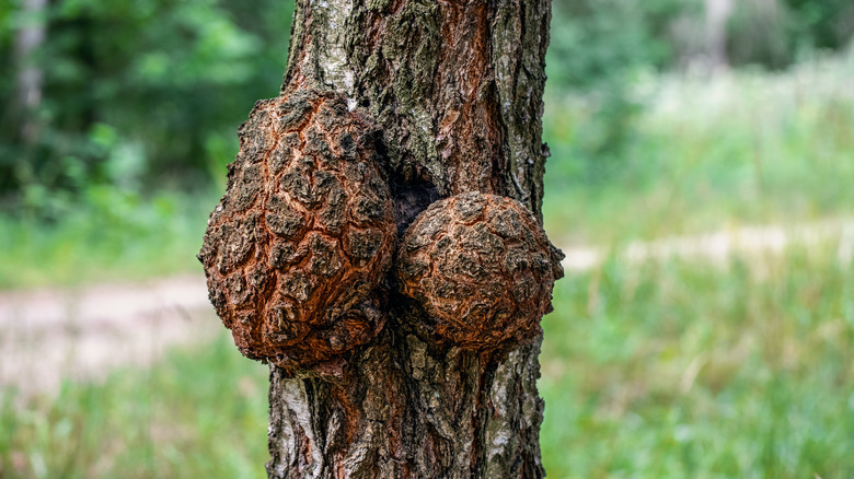 burls on tree trunk