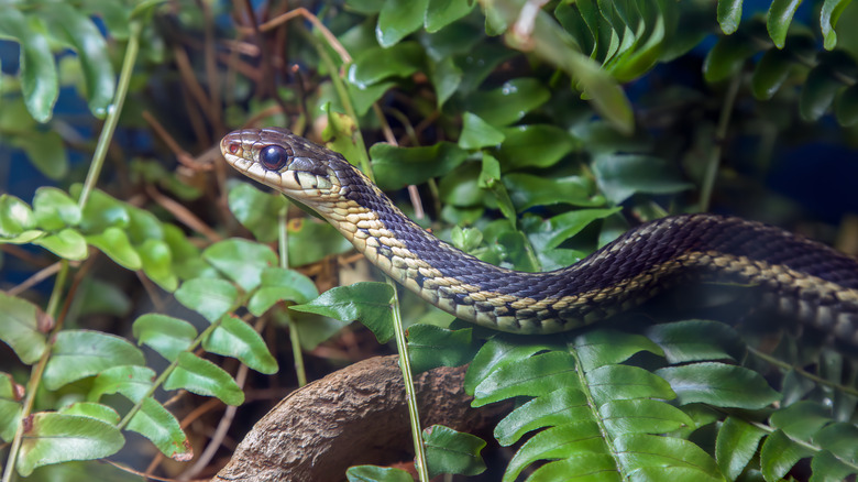 Small snake in a shrub.