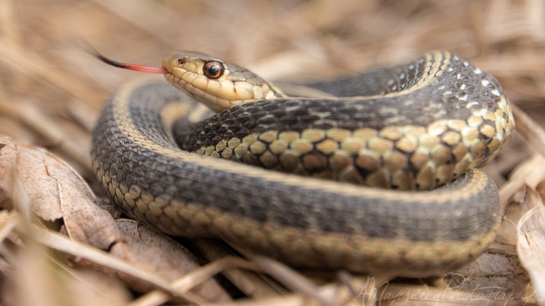 Coiled up snake
