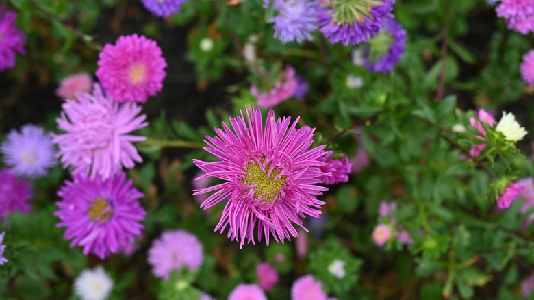 Asters