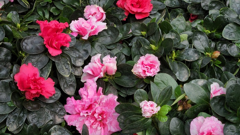 Azalea bush