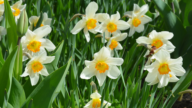 white and yellow daffodils