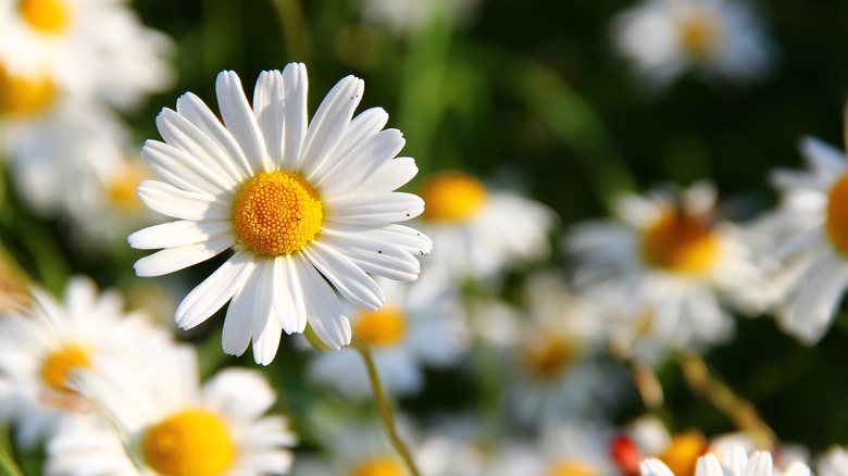 wild daisies in bloom