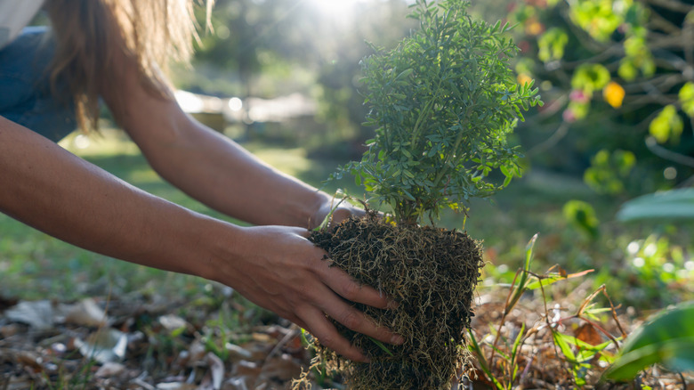 planting a tree