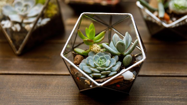 succulent indoor garden terrarium