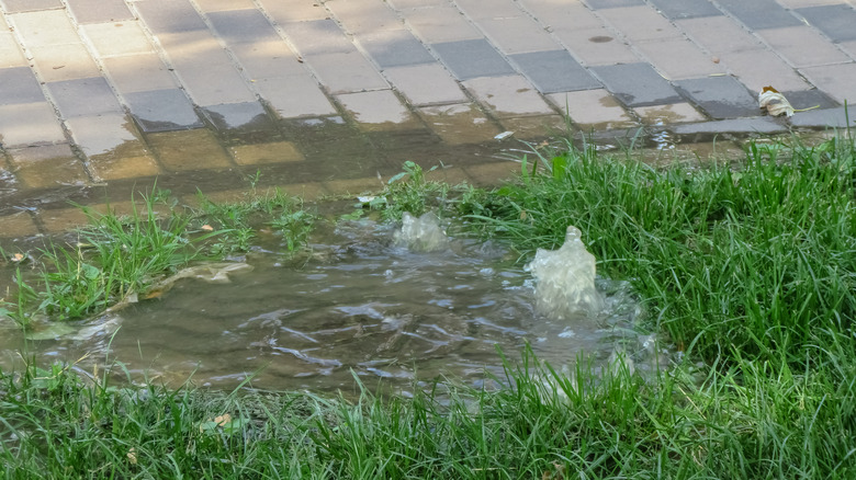 water rising into lawn