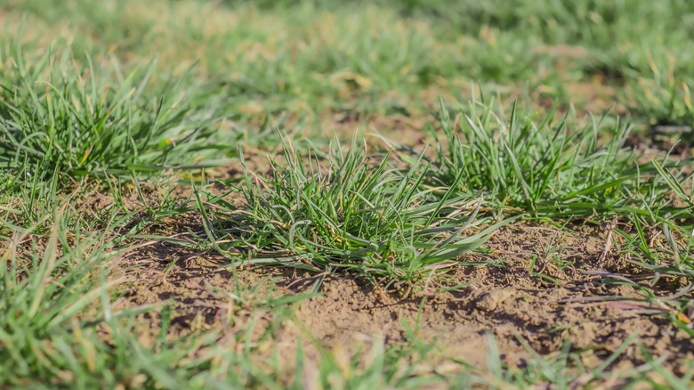 patchy lawn