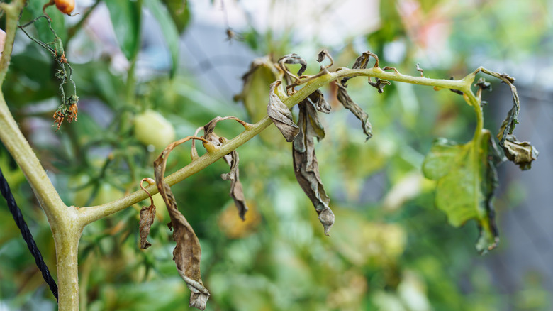 Cherry tomatoes growing in garden, showing frost damage