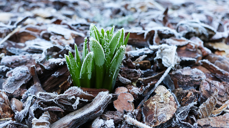 A young bluebell emerging through mulch and covered in frost