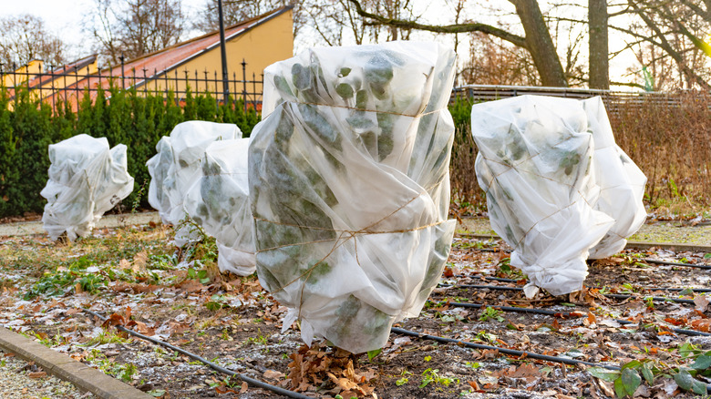 Plants and trees in a garden covered with frost protection bags